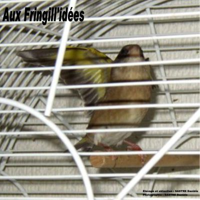 Hybride femelle de (verdier à tête noire X verdier de Chine). Oiseau âgée de 7 mois.
Elevage, obtention ; photo. : SASTRE Danièle.
Source : ''Canaris Culture''  http://perso.orange.fr/canarisculture/
?SASTRE Danièle / SCHLUB Stéphane.