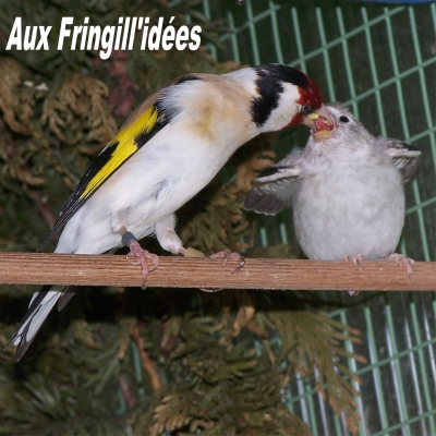 Elevage, obtention et photographie : SCHLUB Stphane