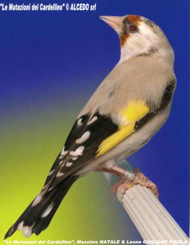 Chardonneret eumo. 
Extrait du livre ''Le Mutazioni del Cardellino'', ?ALCEDO srl.
Publiée avec l'aimable autorisation de l'auteur.