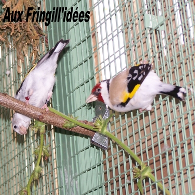 Elevage, obtention et photographie : SCHLUB Stphane