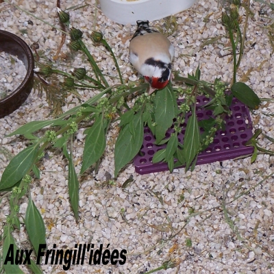 Elevage, obtention et photographie : SCHLUB Stphane