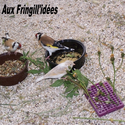 Elevage, obtention et photographie : SCHLUB Stphane