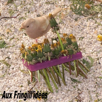 Elevage, obtention et photographie : SCHLUB Stphane