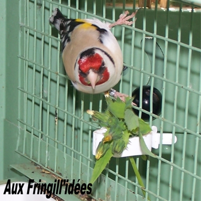 Elevage, obtention et photographie : SCHLUB Stphane