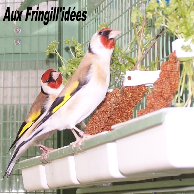 Elevage, obtention et photographie : SCHLUB Stphane