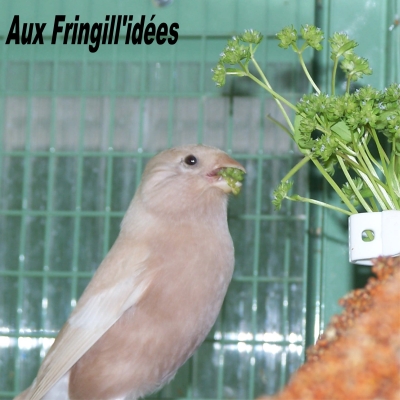 Elevage, obtention et photographie : SCHLUB Stphane