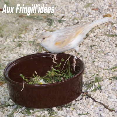 Elevage, obtention et photographie : SCHLUB Stphane