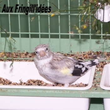Elevage, obtention et photographie : SCHLUB Stphane