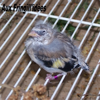 Elevage, obtention et photographie : SCHLUB Stphane