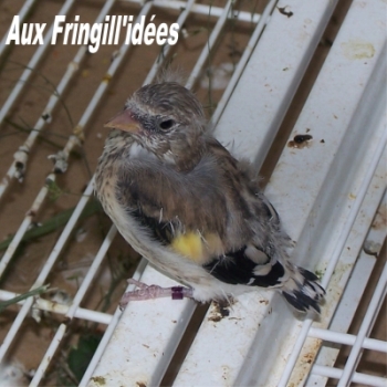 Elevage, obtention et photographie : SCHLUB Stphane